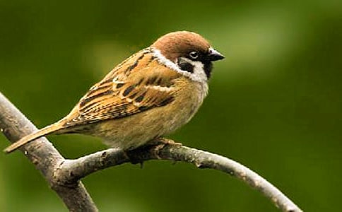 ��ȸ�����ġ�����15ƪ��