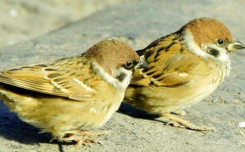 有關(guān)麻雀的'歇后語(yǔ)