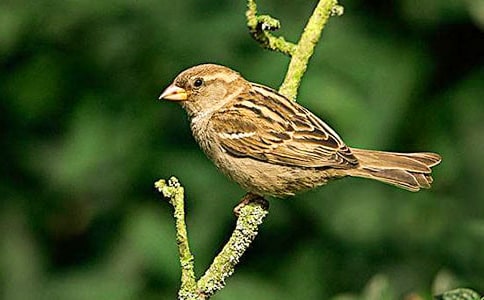 麻雀的嘆息的`故事