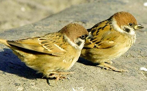 ������ȸ����