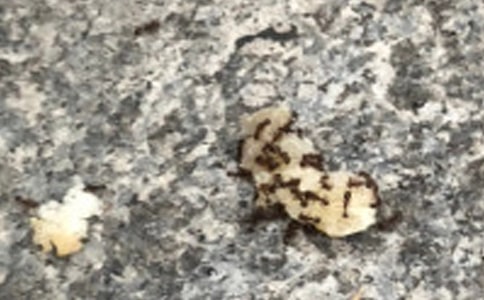 ����ΛρͯԒ����