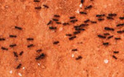 【薦】觀察螞蟻日記