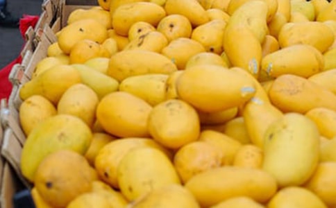 關(guān)于我愛芒果作文集錦七篇