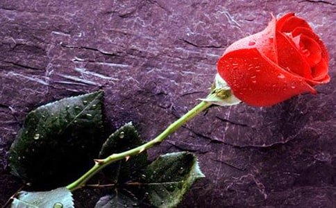 �������x��õ����x��