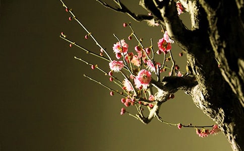 吹出來的梅花中班美術(shù)教案