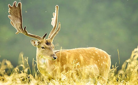 有關(guān)梅花鹿童話作文(精選44篇)