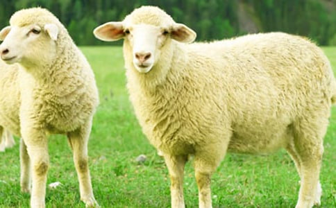 綿羊油哪個(gè)牌子好