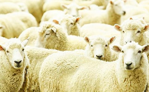 С��̰��ɐ۵�С�d���ӷ�˼