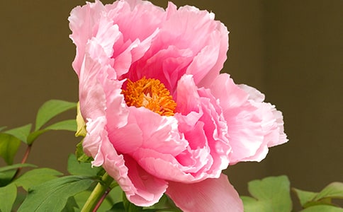 ĵ��ԭ�������g��עጅR��[9ƪ]