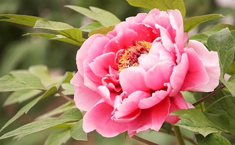 關(guān)于牡丹的現(xiàn)代詩歌(通用10首)