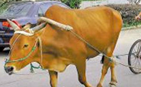 �P����̫̫��ţ܇Ъ���Z