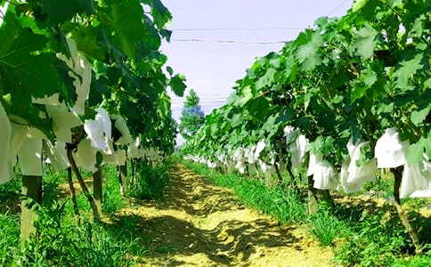 �r(n��ng)�Ҙ�����