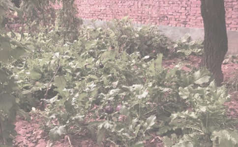 描寫農(nóng)作物的歇后語(yǔ)(精選120句)