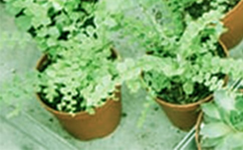 �J�C�����B(y��ng)ֳ�ķ���