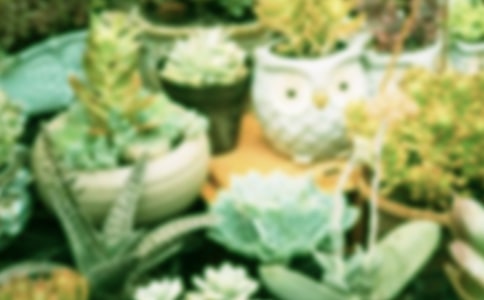 多肉盆栽拼盤(pán)教程