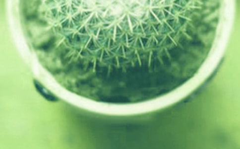 盆栽二月養(yǎng)殖有哪些技巧