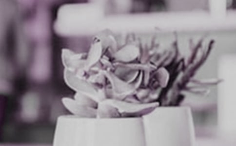 橡膠樹(shù)盆栽的養(yǎng)殖方法