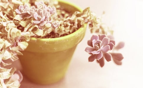 ���������B(y��ng)ֳ����