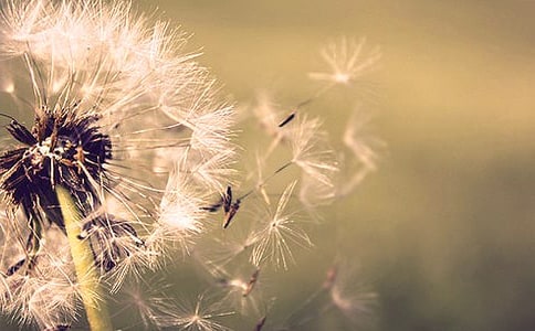 《蒲公英的夢(mèng)》反思【必備14篇】