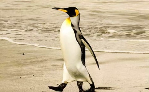 愛心企鵝讀后感(通用15篇)