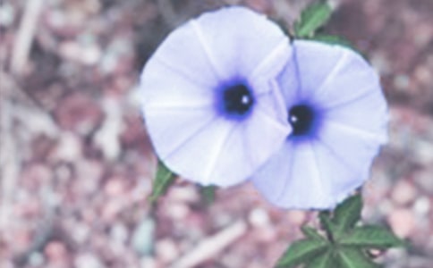 �������а����g(sh��)�̰�