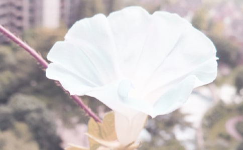 ���������L(zh��ng)�B�m(x��)�^����ӛ