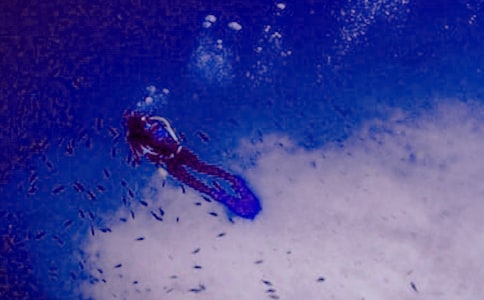 夢(mèng)見潛水是什么意思