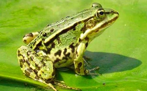 ����w���Α�̰��u(p��ng)�r(ji��)��С���܌W(xu��)���I(l��ng)��