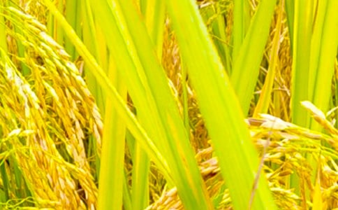 ���յ����Č���(11ƪ)