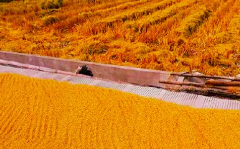 (集合)秋收看圖寫話