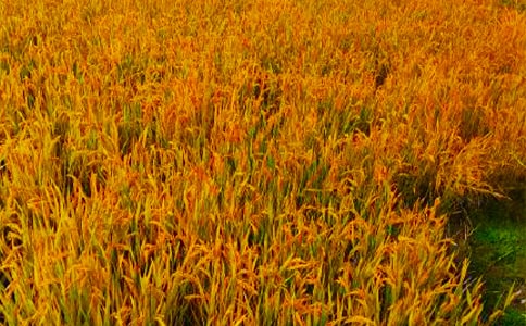 ���յ����ă�(y��u)�x��15ƪ��