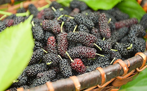 (必備)摘桑葚作文15篇