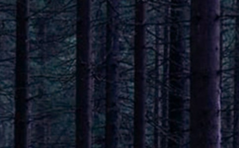 �а�ƌW(xu��)ɭ�ִ�Ⱦ���̰�