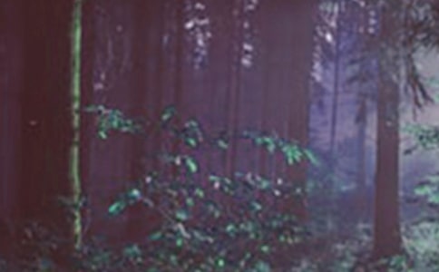 ��ɭ�ֳ��Ρ��x���