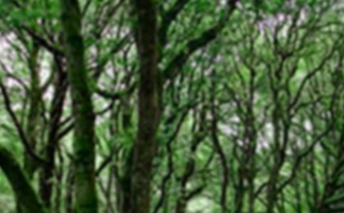 ɭ�ֈ�������600��