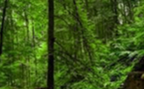 走進(jìn)大森林作文