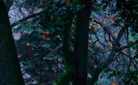 ɭ�ַ�������-���꼉-ӛ����