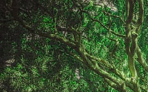 ��ɭ������