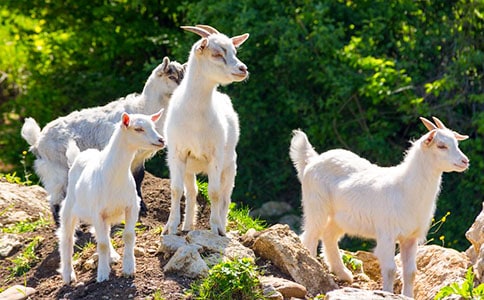 ���ú�ɽ�����