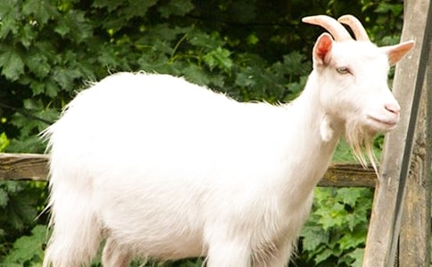 �x��ɽ�򲻳����òݡ��и�15ƪ