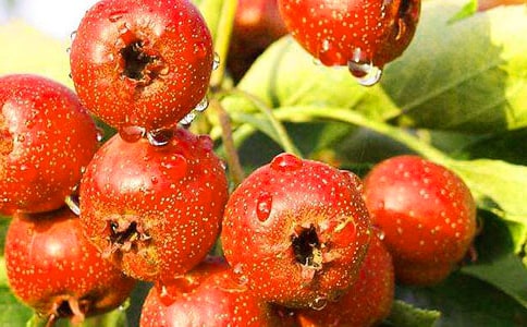 ����(j��ng)�䣩ɽ髵�����