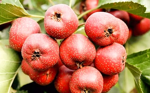 ɽ��ǸɃ�������