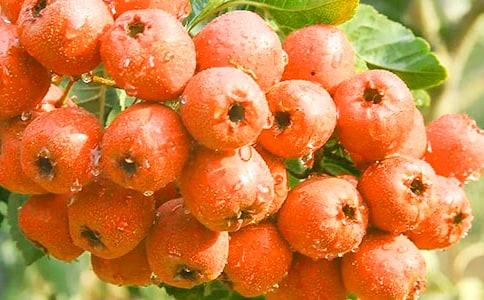 ɽ��u�Ĺ�Ч�c������ʲô