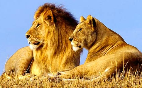 (��Ʒ)�{��ͯԒ����