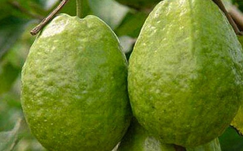 ʯ�������