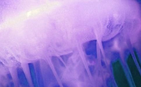 水母的超能力作文