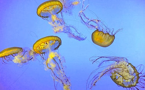 水母的“超能力”作文