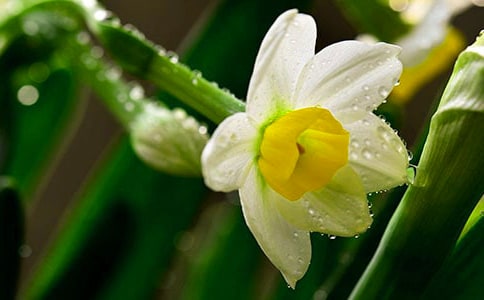 水仙球的回憶作文