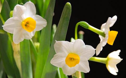 白色水仙香作文