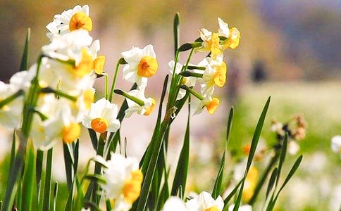 水仙花的翻譯及原文